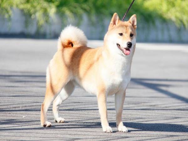 Số may mắn tuổi Tuất ngày 2/9/2025 Số may mắn tuổi Tuất ngày 2/9/2025